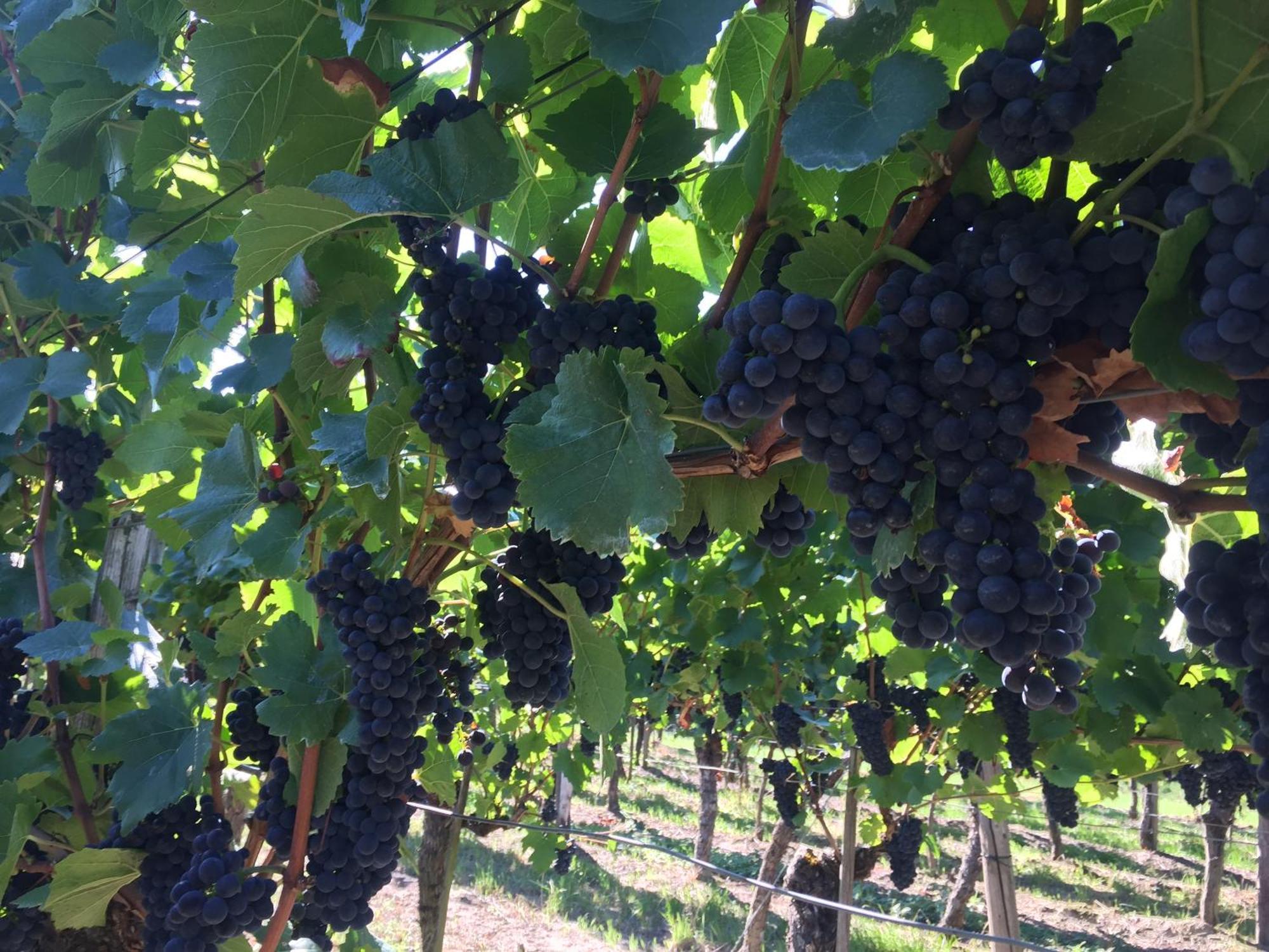 شقة Winzerhof Bitzenhofer فوغتسبورغ المظهر الخارجي الصورة